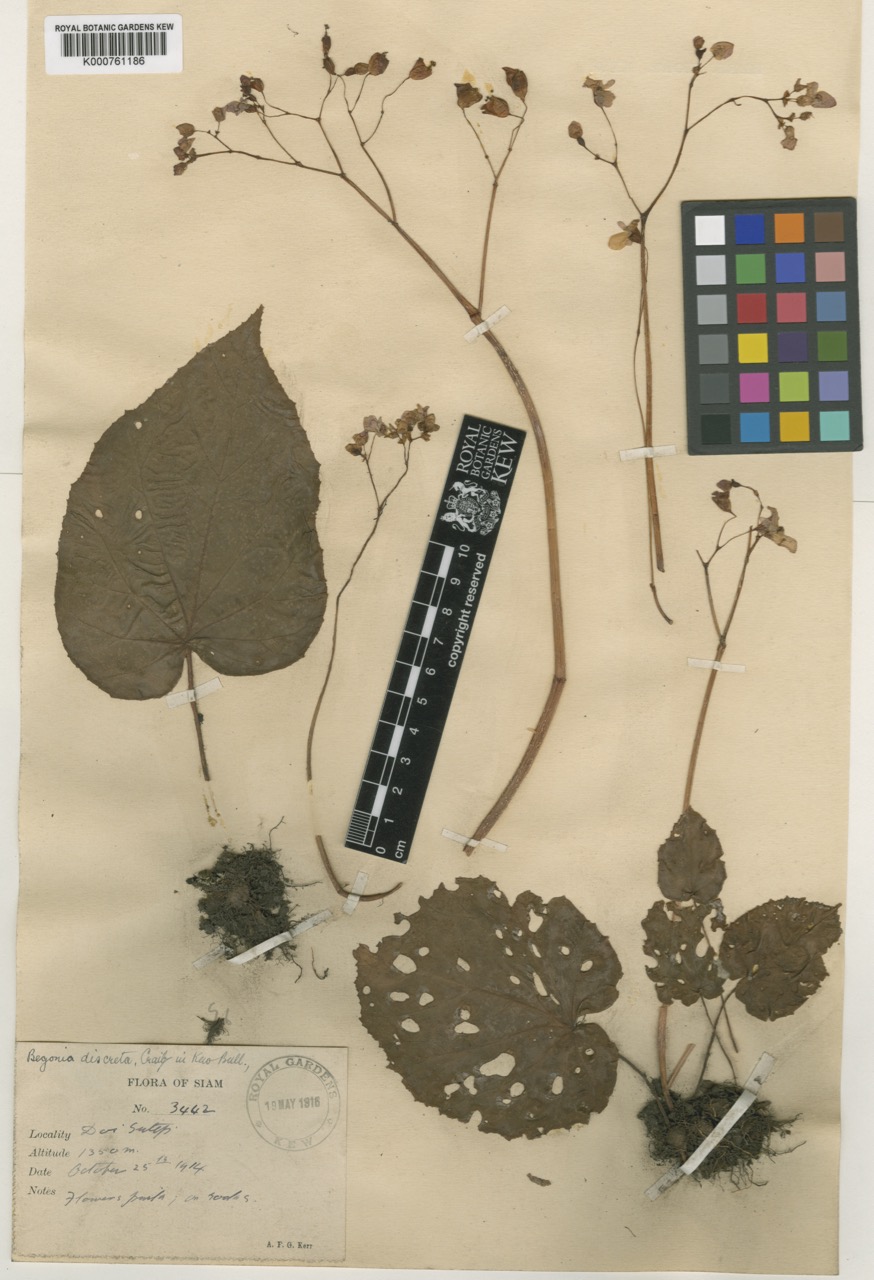 B. discreta